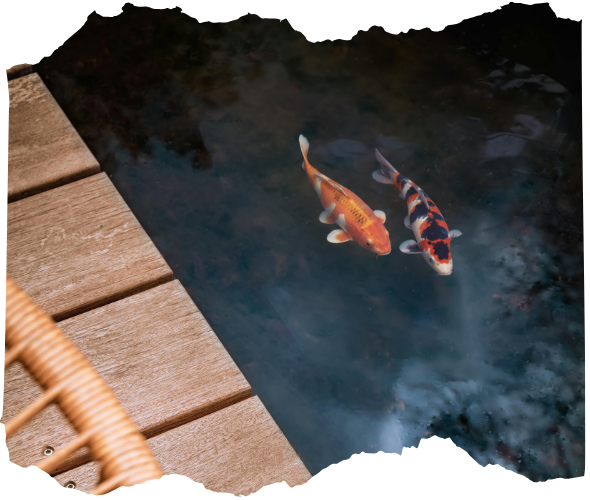 Koi Pond